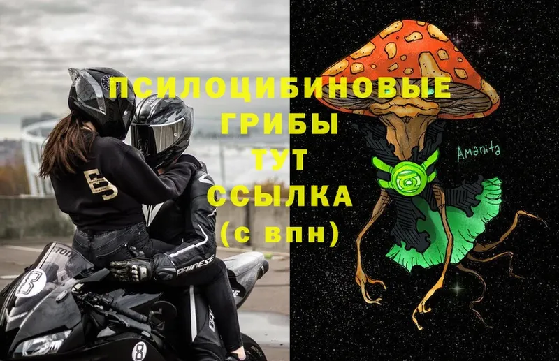 Галлюциногенные грибы Psilocybe  купить  сайты  Зеленоградск 